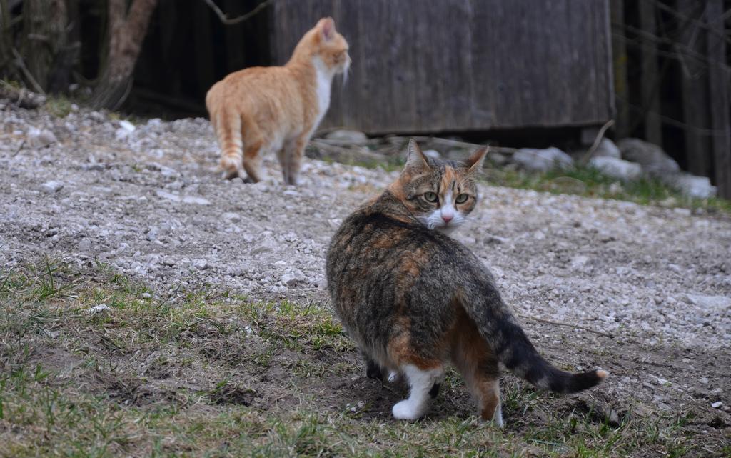 The Farmhouse Bevsek Osep Solčava Zewnętrze zdjęcie